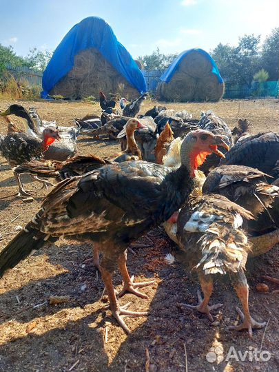 Индюки домашние