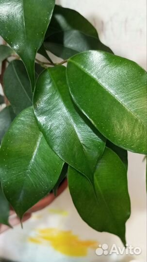 Фикус Бенджамина