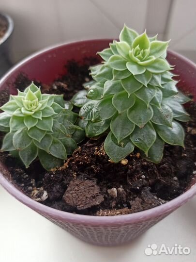 Суккуленты