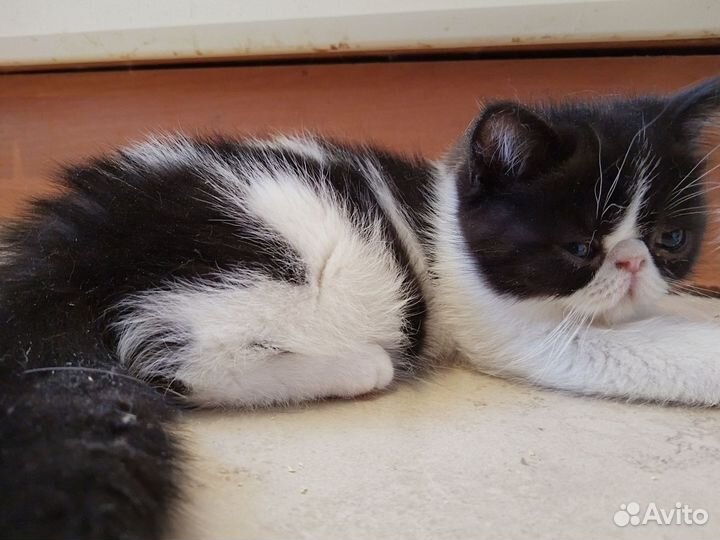 Очаровательный котик