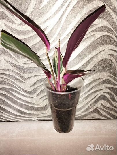 Строманта триколор