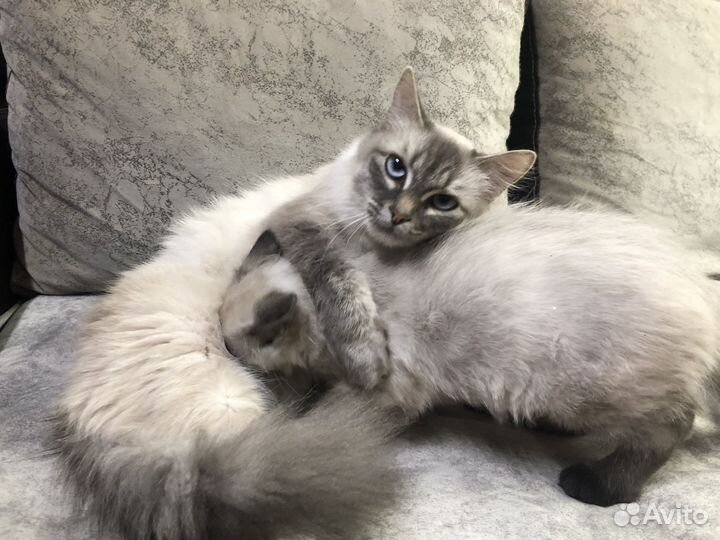 Котенок от Невской Маскарадной кошки