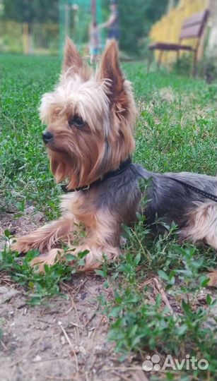 Йоркширский терьер вязка