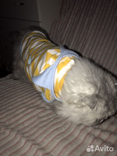 Костюм для кошки