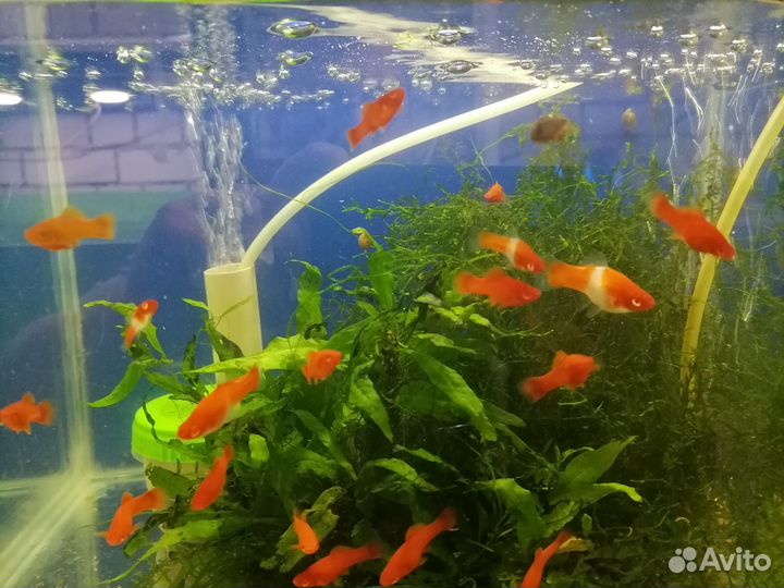 Меченосцы Рубин Анциструс Голд Мхи