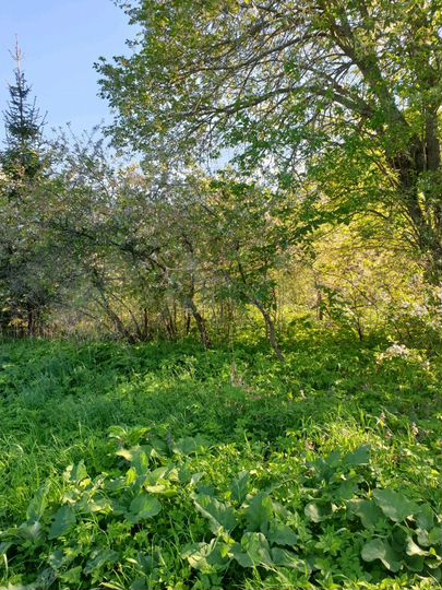 Участок 26 сот. (ИЖС)