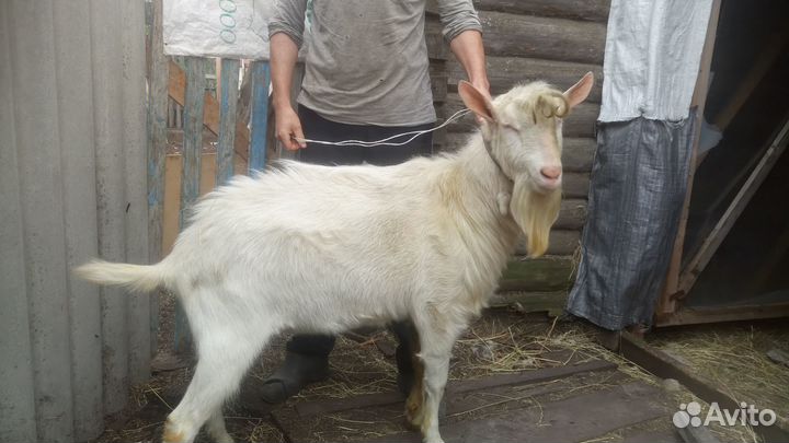 Продажа коз