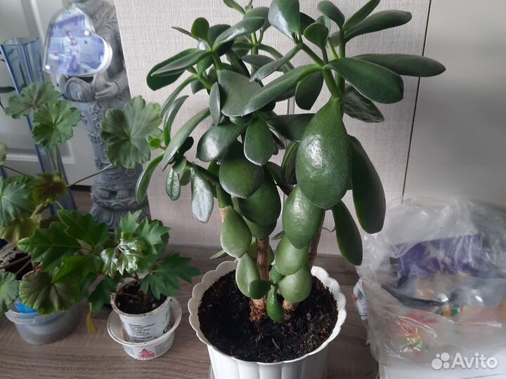 Толстянка (денежное дерево)