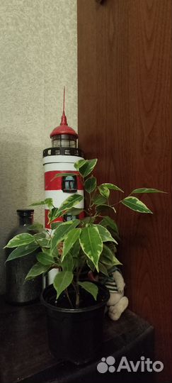 Фикус бенджамина кинки