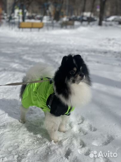 Немецкий шпиц вязка