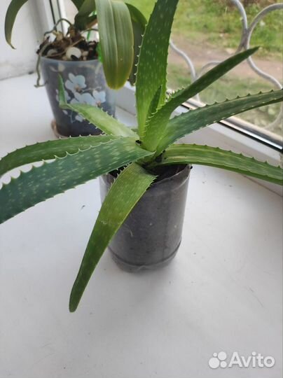 Растение алоэ вера