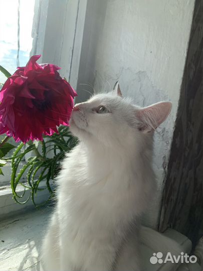 Отдам бесплатно