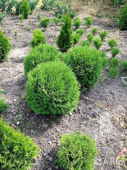 Туя зеленая