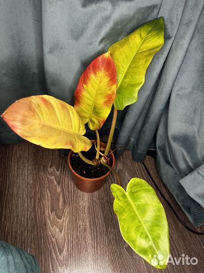 Филодендрон пин тонг гибрид