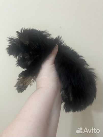 Щенки Йорка