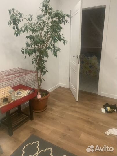 Фикус бенджамина большой