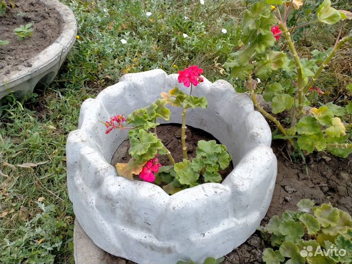 Цветочница уличная 