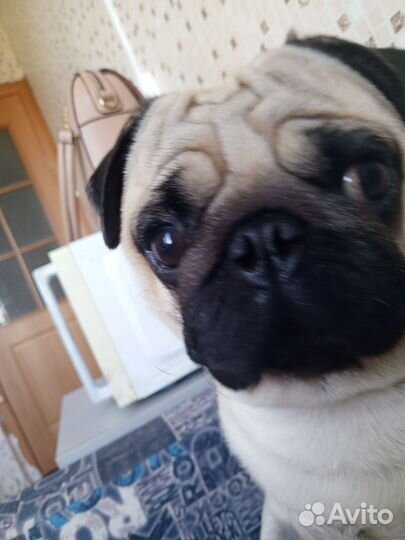 Мопс вязка мальчик