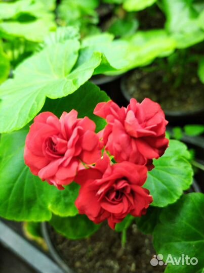 Пеларгония сортовая Скарлетт рамблер