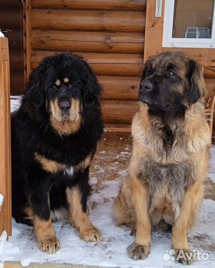 Корм для собак премиум класса