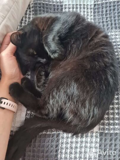 Кошка