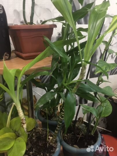 Фикуси другие растений