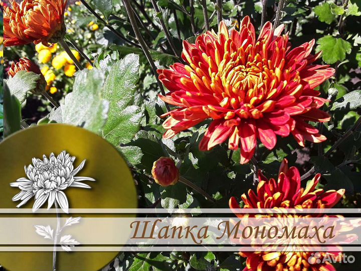 Хризантемы корейские