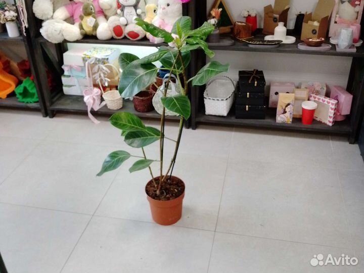 Фикус Альтиссима