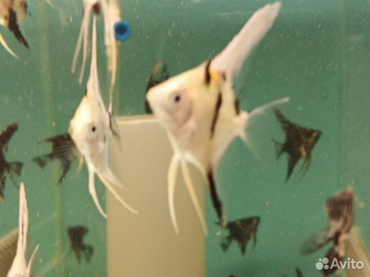 Барбусы, аквариумные рыбки