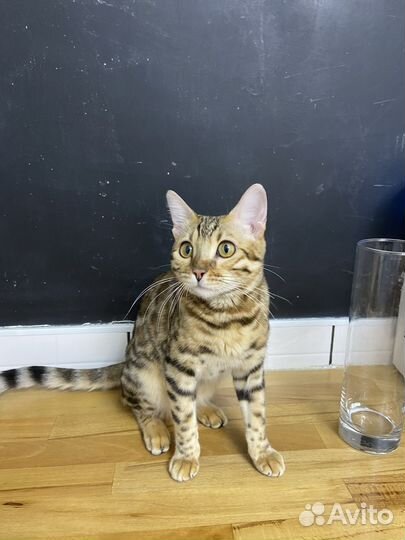 Бенгальские котята