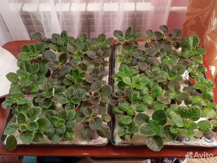 Детки сортовых фиалок:рс-Вавилон, ле-Владимир