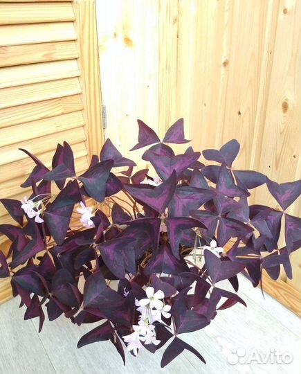 Кислица (оксалис)