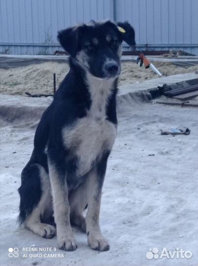 Собака в добрые руки