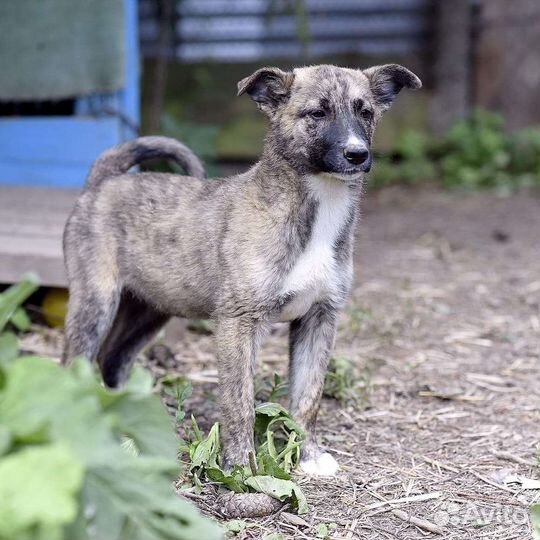 Тигруша в дар
