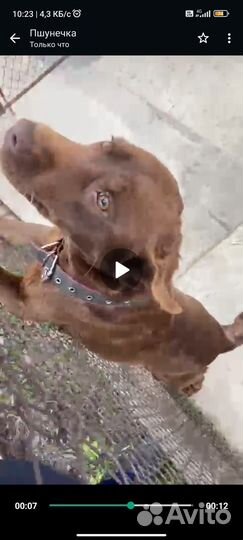 Собака в добрые руки отдам бесплатно лабрадор