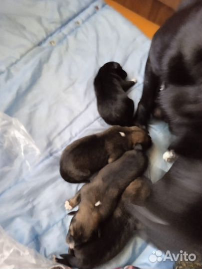 Отдам бесплатно щенки