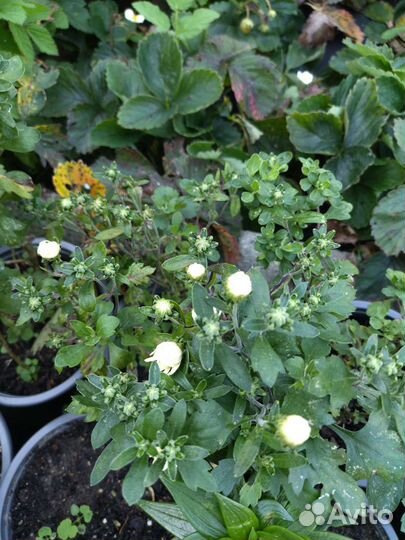 Львиный зев, хоста, хризантемы