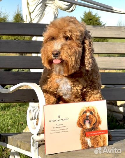 Хотите купить щенка Коббердога/Лабрадуделя