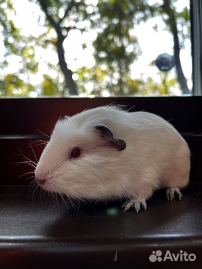 Морские свинки