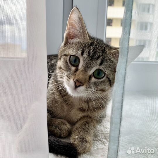 Котята в добрые руки бесплатно