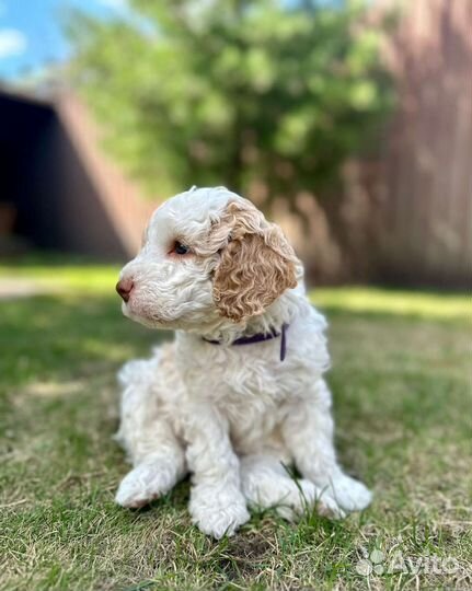 Лаготто романьоло