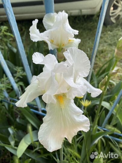 Ирисы белые