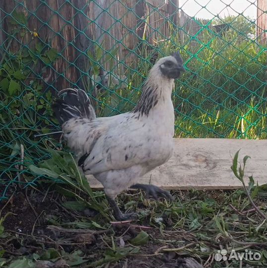 Петушки Лакеданзи