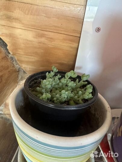 Суккуленты