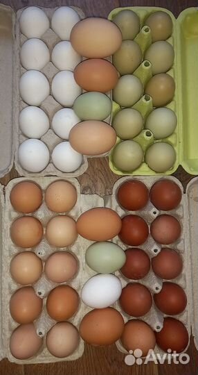 Куриные яйца. п. Кутузовское