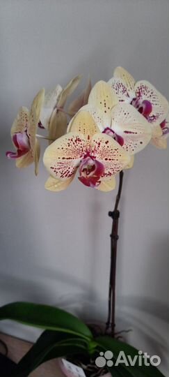 Орхидея фаленопсис