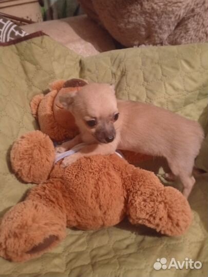 Чихуахуа мини