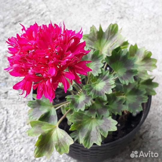 Пеларгонии сортовые