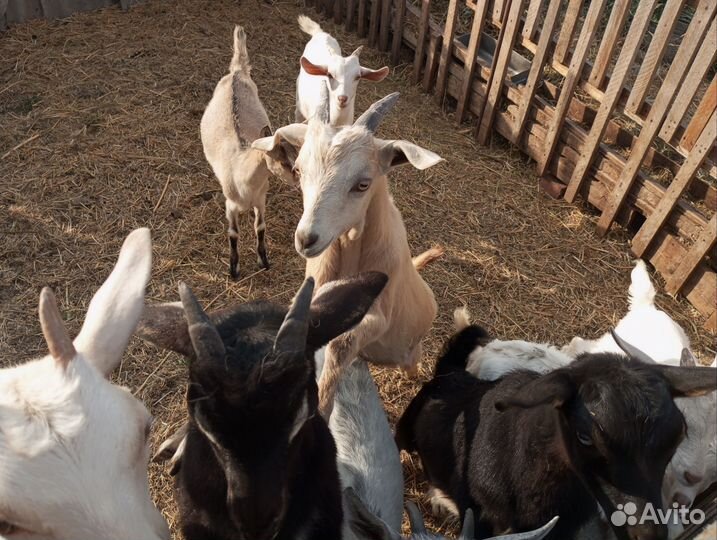 Козлята и дойная коза