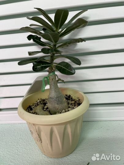 В наличии адениумы сортовые